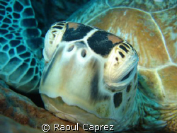 A turtle is resting in a huge sponge. by Raoul Caprez 